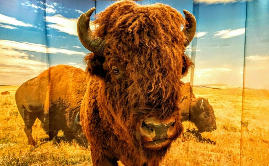 Buffalo at Royal Alberta Museum