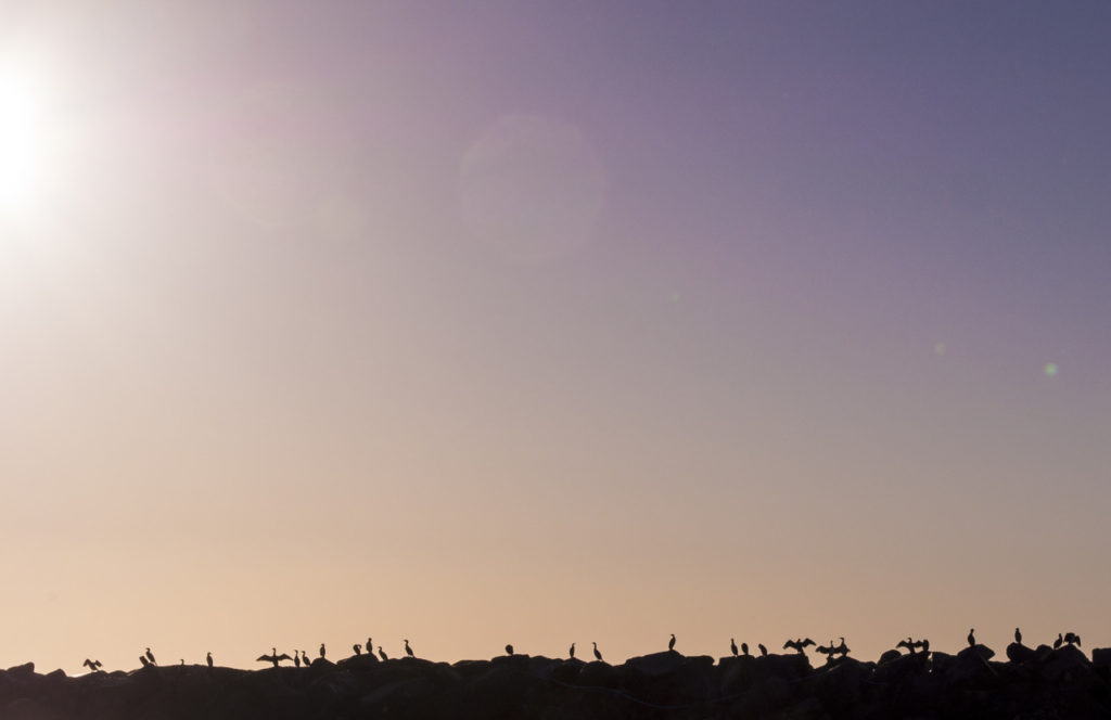 Birds. Grenna, Denmark.